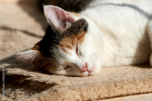cat lying on the bed