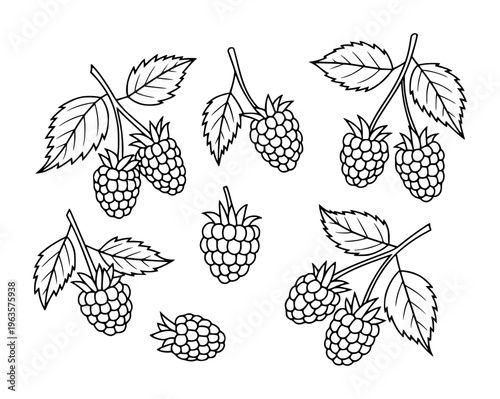 Black and white line of ripe raspberries branches with leaves a white background