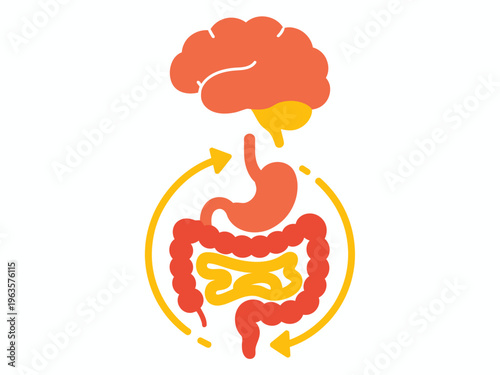 Brain and Digestive System Connection Gut Health and Nervous System Interaction