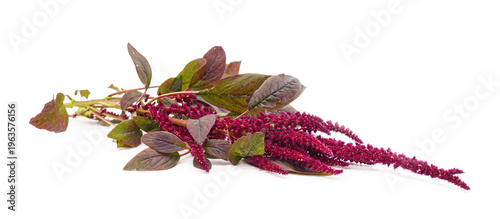 Purple amaranth plant with long flowers isolated on a white background.