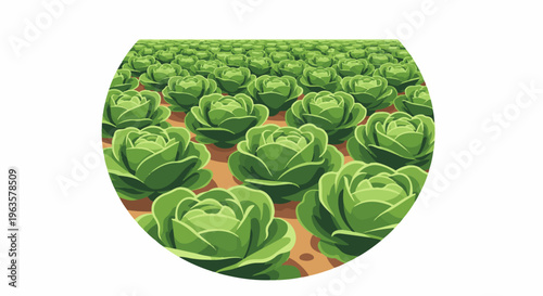 Expansive field of crisp green cabbages in rows