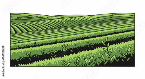 Rolling green hills covered in neatly lined crops of lush vegetation