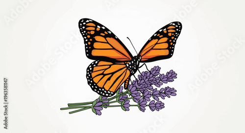 Orange monarch butterfly rests on purple lavender sprigs on white background
