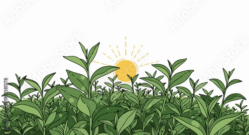 Lush green tea plants grow beneath a gentle sun