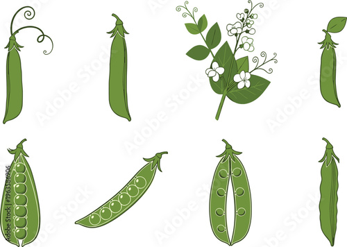 Green pea vegetable vector set. Fresh pea pods with seeds and plant elements. Organic farm produce illustration for healthy food, cooking ingredient and agriculture design.