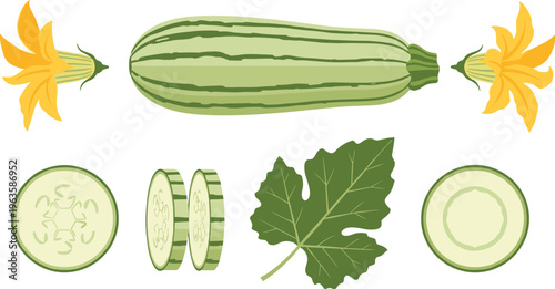 Slika na platnu Bottle gourd vegetable vector set