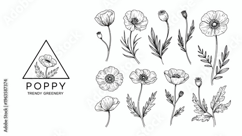 A botanical illustration features various poppy flowers and foliage arranged with a triangular design and the word poppy displayed high quality professional detailed modern elegant stylish