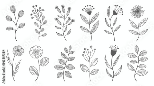 A collection of delicate hand drawn botanical illustrations showcasing various flowering plants and leafy sprigs in black and white high quality professional detailed modern elegant stylish