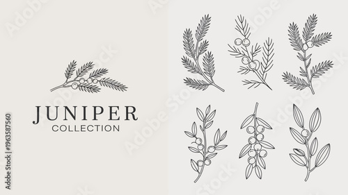 A botanical illustration displays several juniper branches with berries and leaves accompanied by the word juniper in large elegant lettering high quality professional detailed modern stylish