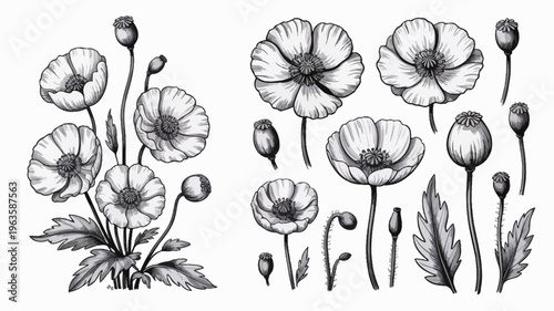 A detailed monochrome botanical illustration showcases several poppy flowers in various stages of bloom alongside buds and foliage high quality professional modern elegant stylish clean crisp
