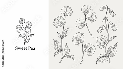 A vintage style botanical illustration depicts sweet pea flowers and pods showcasing delicate line work and natural forms high quality professional detailed modern elegant stylish clean