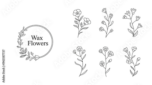 A minimalist black and white illustration showcases delicate floral arrangements and a circular frame with wax flowers text high quality professional detailed modern elegant stylish clean