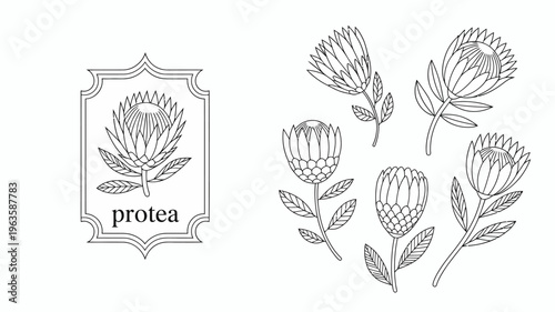 A detailed botanical illustration showcases various protea flowers within a decorative frame all rendered in a clean black and white style high quality professional modern elegant