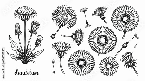 A detailed botanical illustration showcases various stages of dandelion life from bud to seed head in a monochrome style high quality professional modern elegant stylish clean