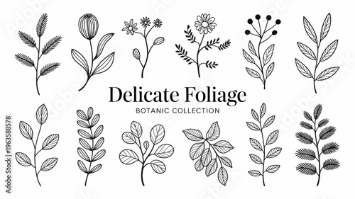 A collection of delicate hand drawn botanical illustrations featuring various leaves flowers and foliage arranged on a white background high quality professional detailed modern elegant stylish