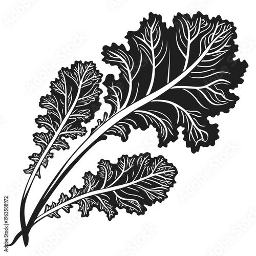 ethiopian kale silhouette on white background
