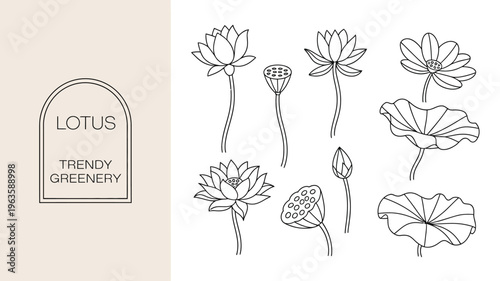 A minimalist illustration displays various stages of lotus flowers and leaves accompanied by artistic framing and text high quality professional detailed modern elegant stylish clean crisp