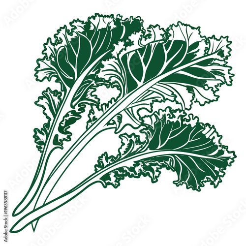 ethiopian kale vector