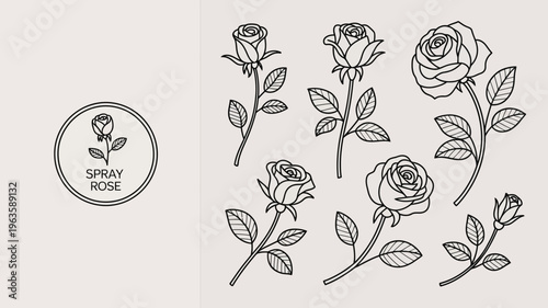 A minimalist illustration features several spray roses in varying stages of bloom rendered in delicate black lines against a neutral background high quality professional detailed modern