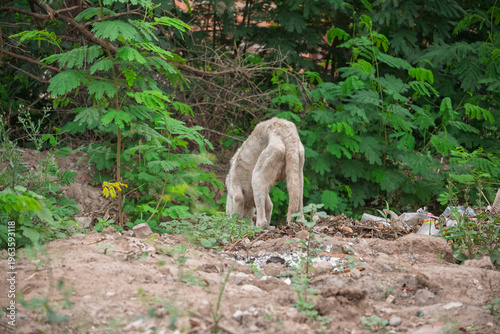 Cuadro en lienzo Perro callejero abandonado en basural, evidenciando vulnerabilidad animal y cond