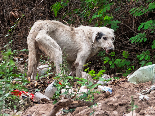 Cuadro en lienzo Perro callejero abandonado en basural, evidenciando vulnerabilidad animal y cond