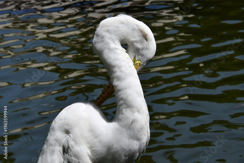 Wallpaper Mural Belíssima garça-branca-grande no lago do Museu da República - Palácio do Catete - RJ Torontodigital.ca