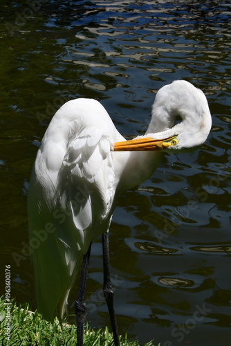 Wallpaper Mural Belíssima garça-branca-grande no lago do Museu da República - Palácio do Catete - RJ Torontodigital.ca