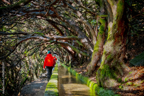 Tourist on Levada do Norte on the Portuguese island of Madeira. Levada irrigation canal. Hiking in Madeira. Narrow path next to the levada. Green mountains and ocean in background.