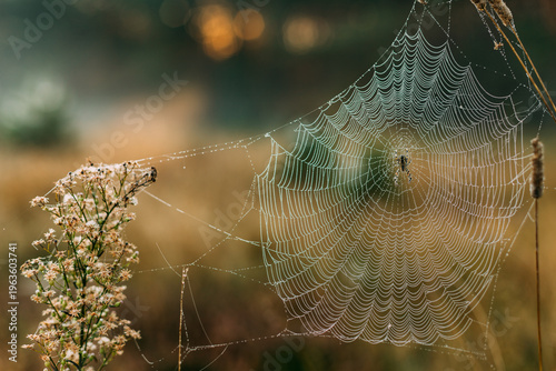 Spider web with dew drops