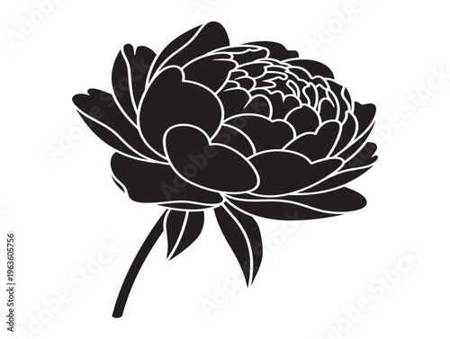 Sophisticated elegant peony for luxury floral and wedding branding