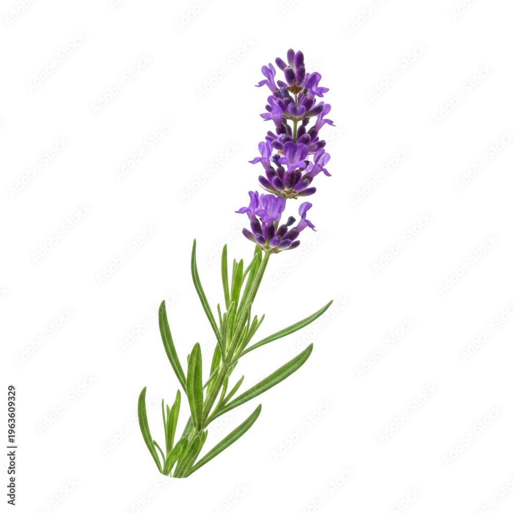Fototapeta premium A delicate purple flower with long green leaves and a slender stem.