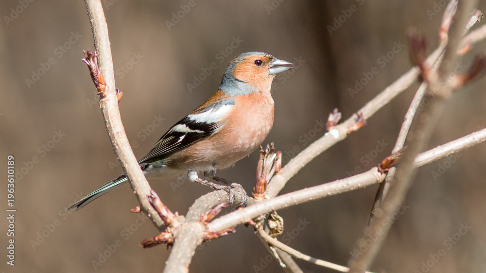 Obraz premium robin on a branch
