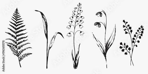 Botanical illustration featuring various plant species in black ink