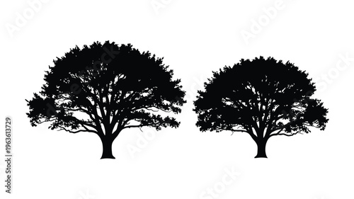 Two dark trees stand boldly against a bright background silhouette