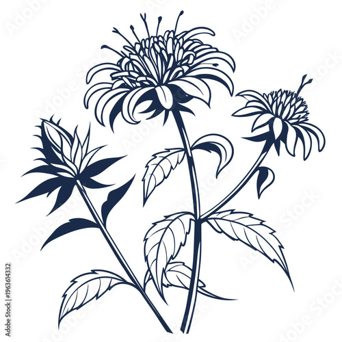 bee balm vector