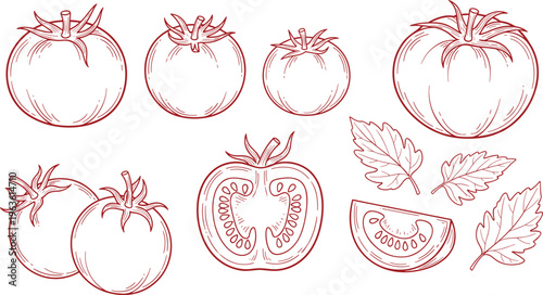 Hand drawn collection of fresh red tomatoes and leaves in outline style on transparent background.