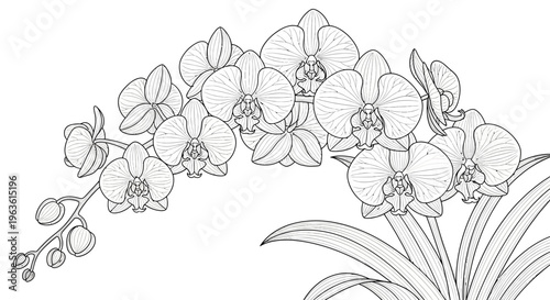 Elegant Orchid Flowers Line Art Drawing, Botanical Phalaenopsis Illustration in Black and White Outline Style for Design