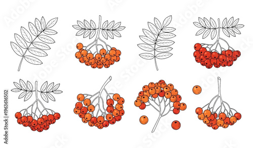 Hand-Drawn Rowan Berries Vector Set with Branches, Clusters, and Single Berries Illustration