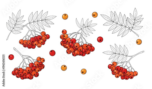 Rowan Berries Hand-Drawn Vector Collection with Branches, Clusters, and Isolated Fruits Illustration