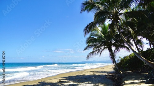 Tropical sandy Caribbean beach with coconut palm trees in the Dominican Republic