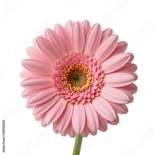 Radiant pink gerbera daisy with textured center on a white backdrop is visually striking