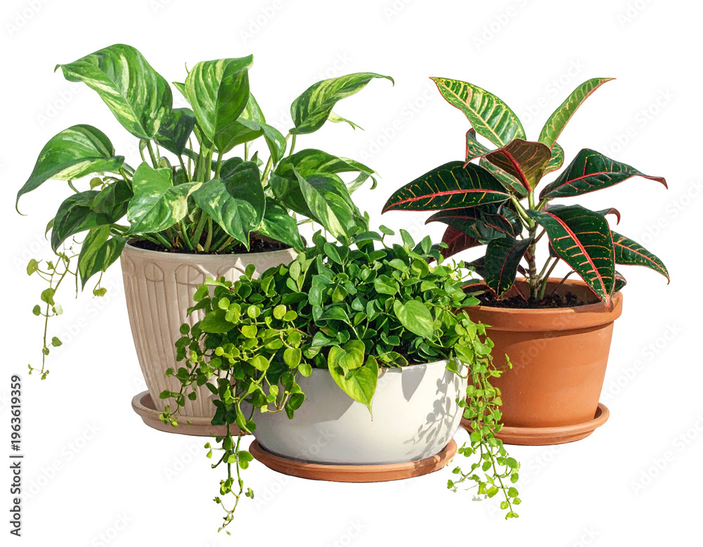 Obraz premium Three potted houseplants with variegated, trailing, and colorful foliage