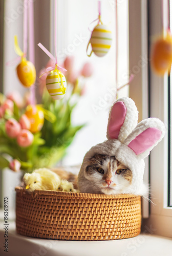 funny cute kitten in pink easter bunny ears lies in a basket on a windowsill among flowers and colorful easter eggs