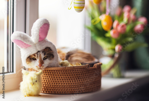 funny cute kitten in pink easter bunny ears lies in a basket on a windowsill among flowers and colorful easter eggs