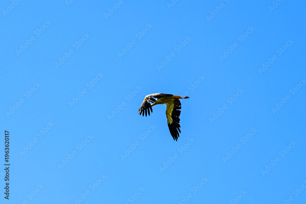 Obraz premium White stork (Ciconia ciconia) flying in a sky