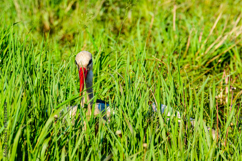 Obraz premium White stork (Ciconia ciconia) in high grass at the green meadow near river Dnieper