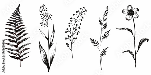 Botanical illustration of various wildflowers and leafy plant stems