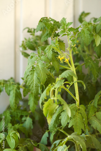 Tomato seedlings of the 'Sibirsky Skorospely' variety have started blooming in the container.