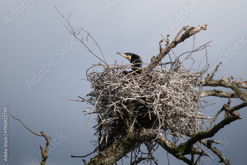Great Cormorant in nest - Phalacrocorax carbo