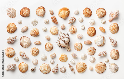 Canvas Print A pattern of many exotic shells on a white background. Flat lay